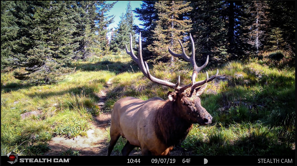 Idaho Elk Caught On Trail Camera!!!!
